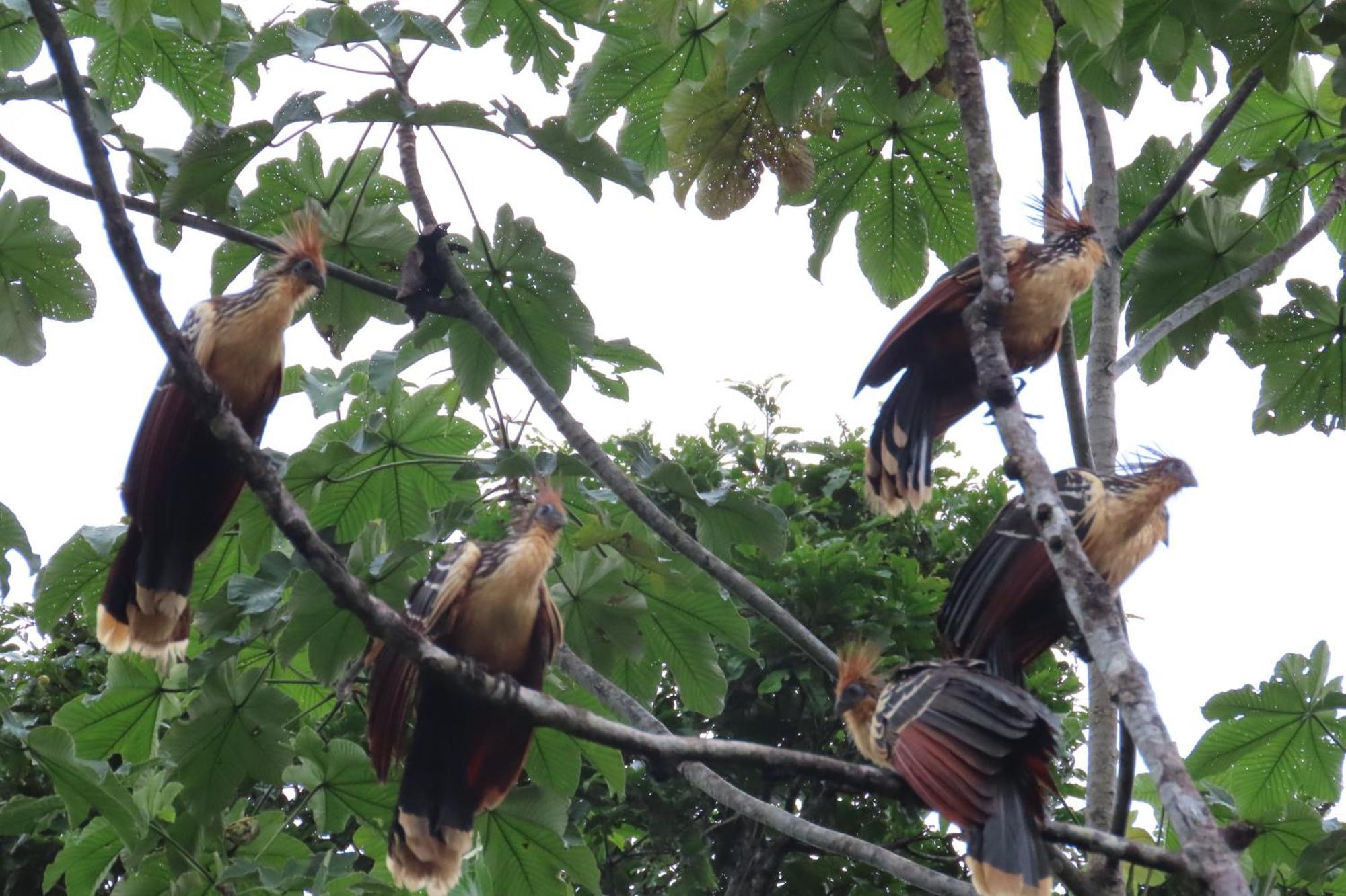 Hospedaje Y Tours Reina Arriera Amazonas Colombia Macedonia Zewnętrze zdjęcie